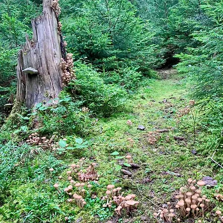 Kalinka バコヴェル